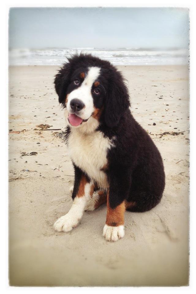 Berner sennenhund Mr. Ludwig Von Åglimt - 4 måneder gammel billede 7