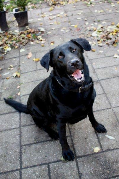 Blanding af racer Buster **HIMMELHUND** billede 1