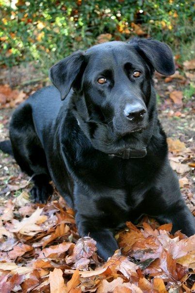 Blanding af racer Buster **HIMMELHUND** billede 3