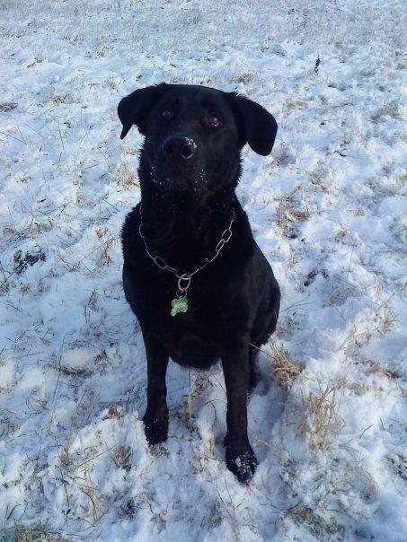 Blanding af racer Buster **HIMMELHUND** billede 4