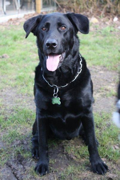 Blanding af racer Buster **HIMMELHUND** billede 5