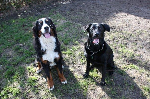 Blanding af racer Buster **HIMMELHUND** billede 6