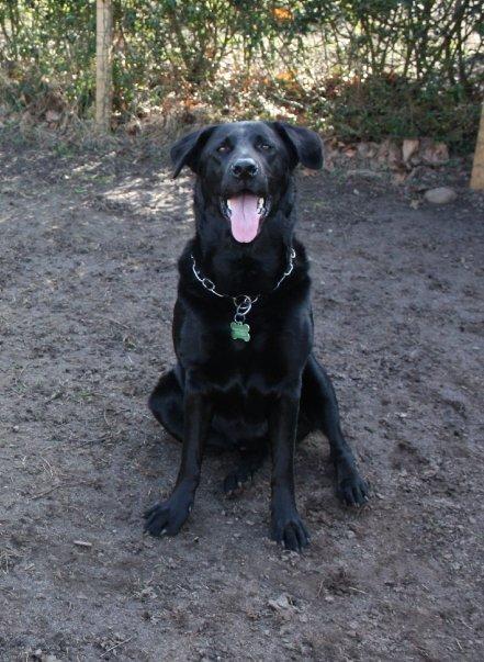 Blanding af racer Buster **HIMMELHUND** billede 7