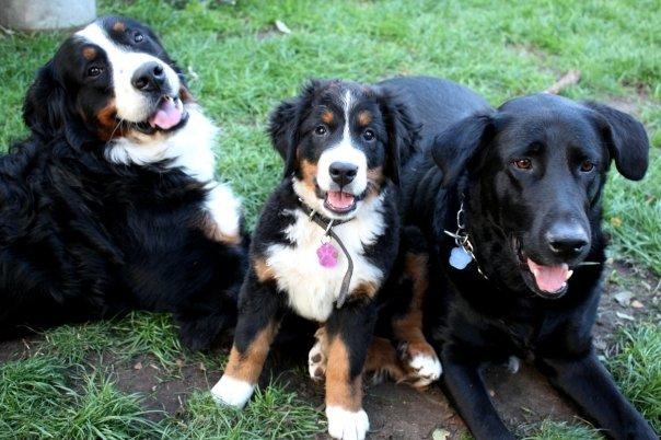 Blanding af racer Buster **HIMMELHUND** billede 8