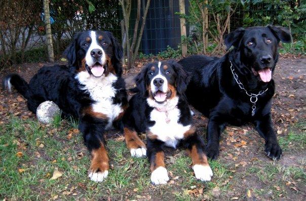 Blanding af racer Buster **HIMMELHUND** billede 9