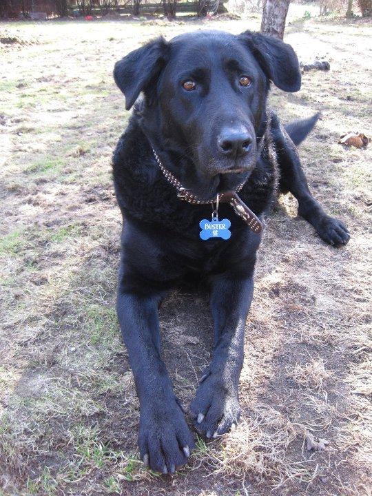 Blanding af racer Buster **HIMMELHUND** billede 10