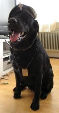 Blanding af racer Buster **HIMMELHUND** billede 11