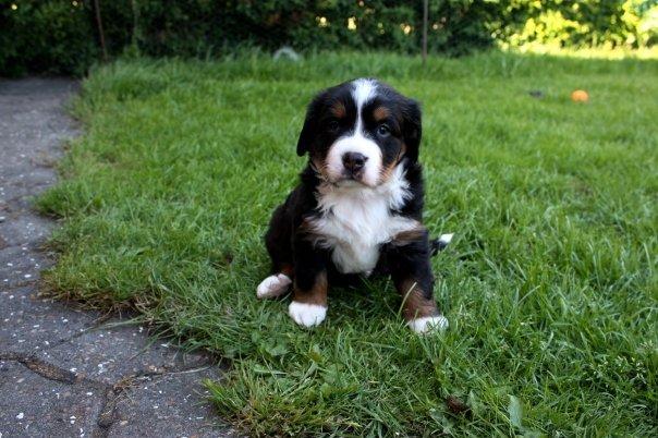 Berner sennenhund Hailey billede 2