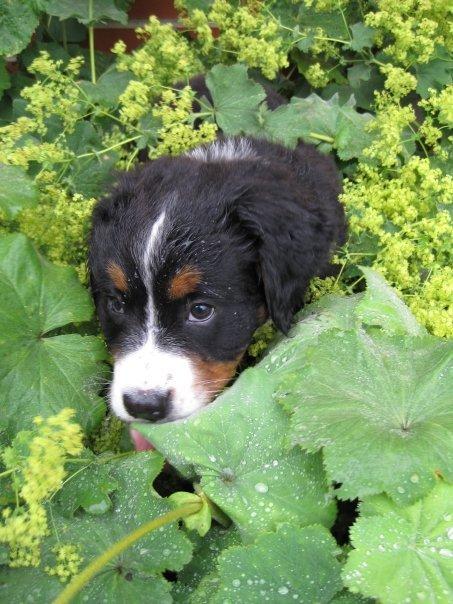 Berner sennenhund Hailey billede 3