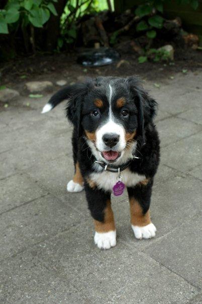 Berner sennenhund Hailey billede 4