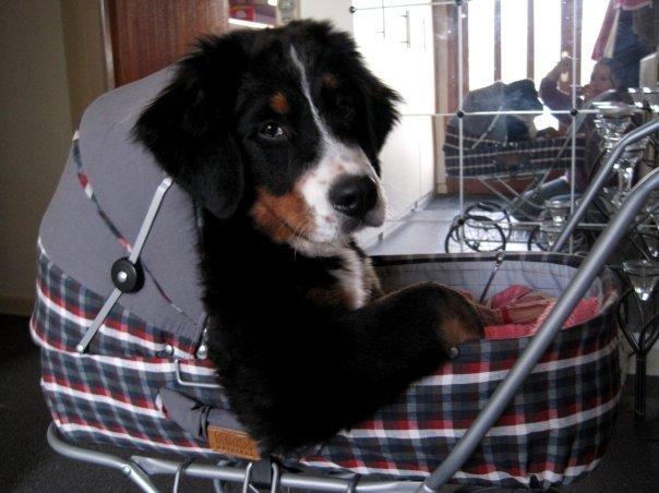 Berner sennenhund Hailey billede 5