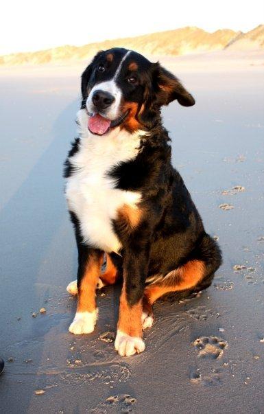 Berner sennenhund Hailey billede 6