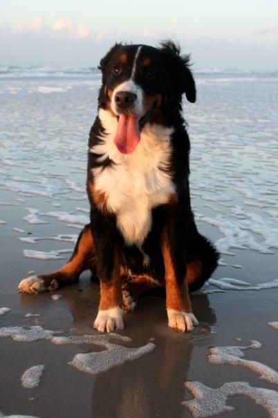 Berner sennenhund Hailey billede 7