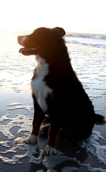 Berner sennenhund Hailey billede 8