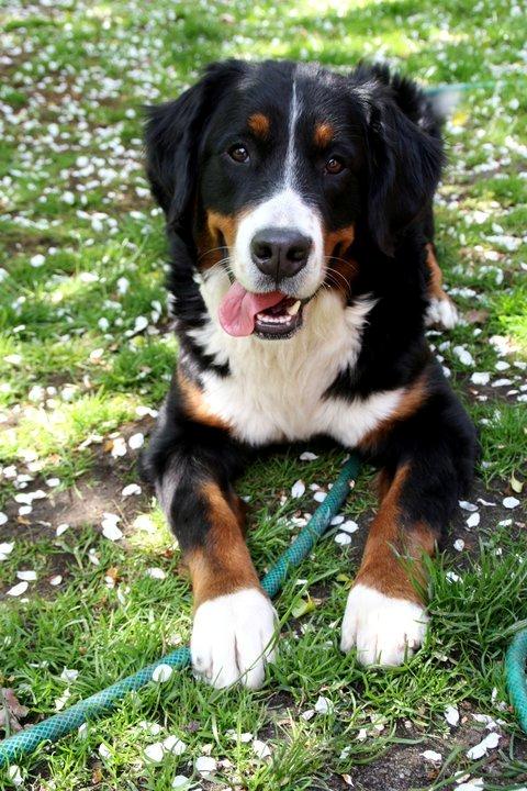 Berner sennenhund Hailey billede 1