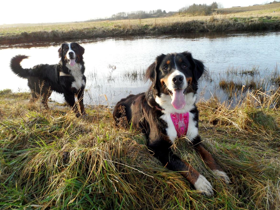 Berner sennenhund Hailey billede 9