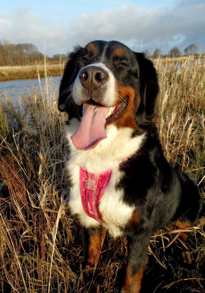 Berner sennenhund Hailey billede 10