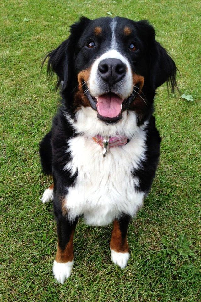 Berner sennenhund Hailey billede 11