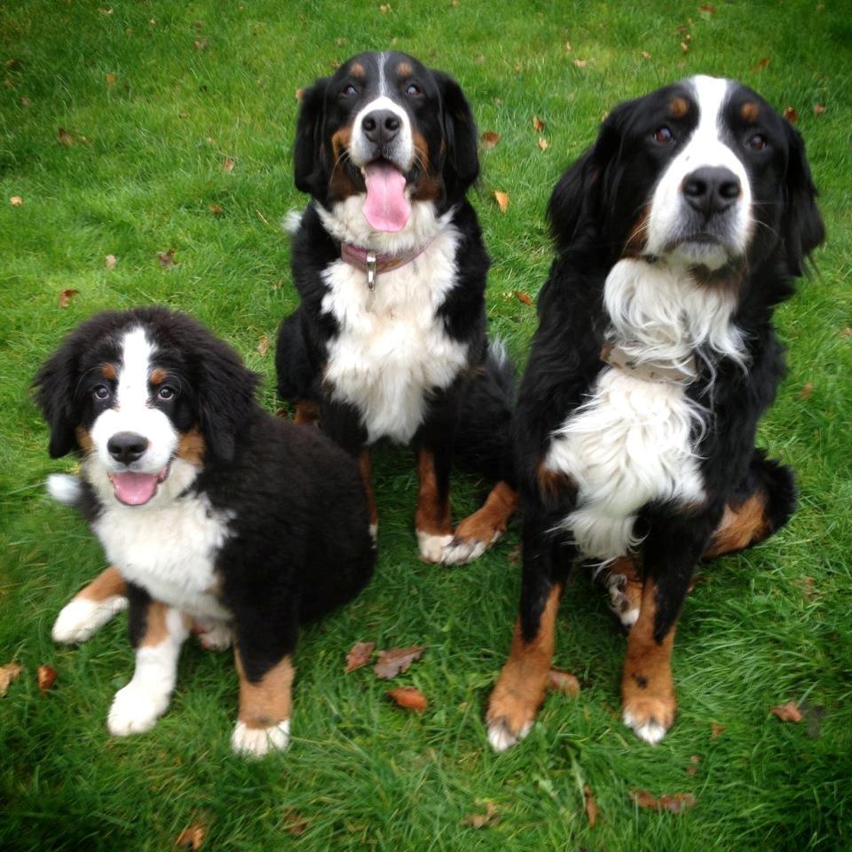 Berner sennenhund Hailey billede 12