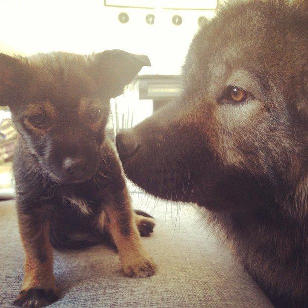 Eurasier Eurasierkrogens Artos (Niiko) billede 4