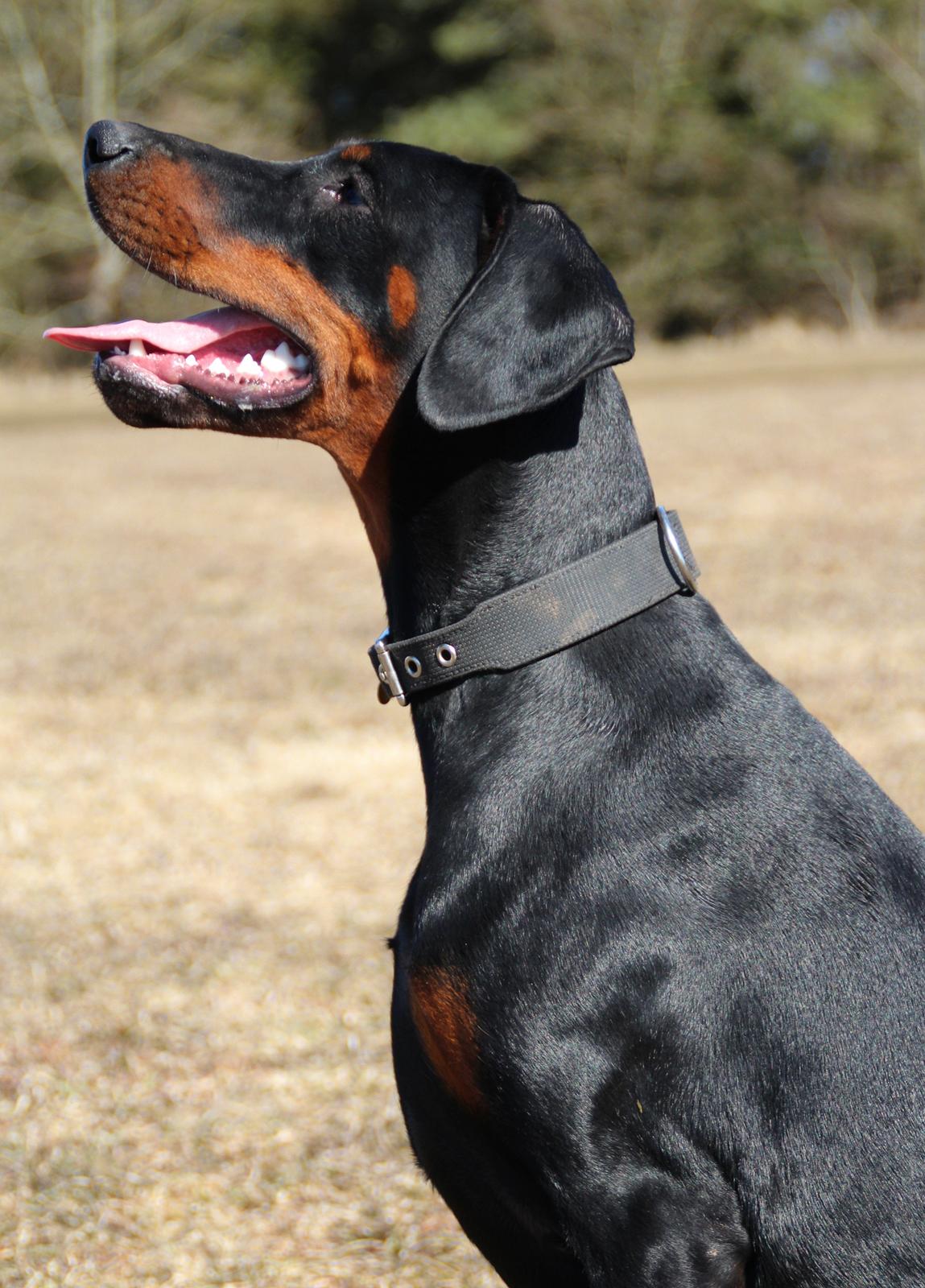 Dobermann Proud Danish Eye Of French Kiss - Elektra 8 mdr, billede taget af Kristine W. Genning billede 4