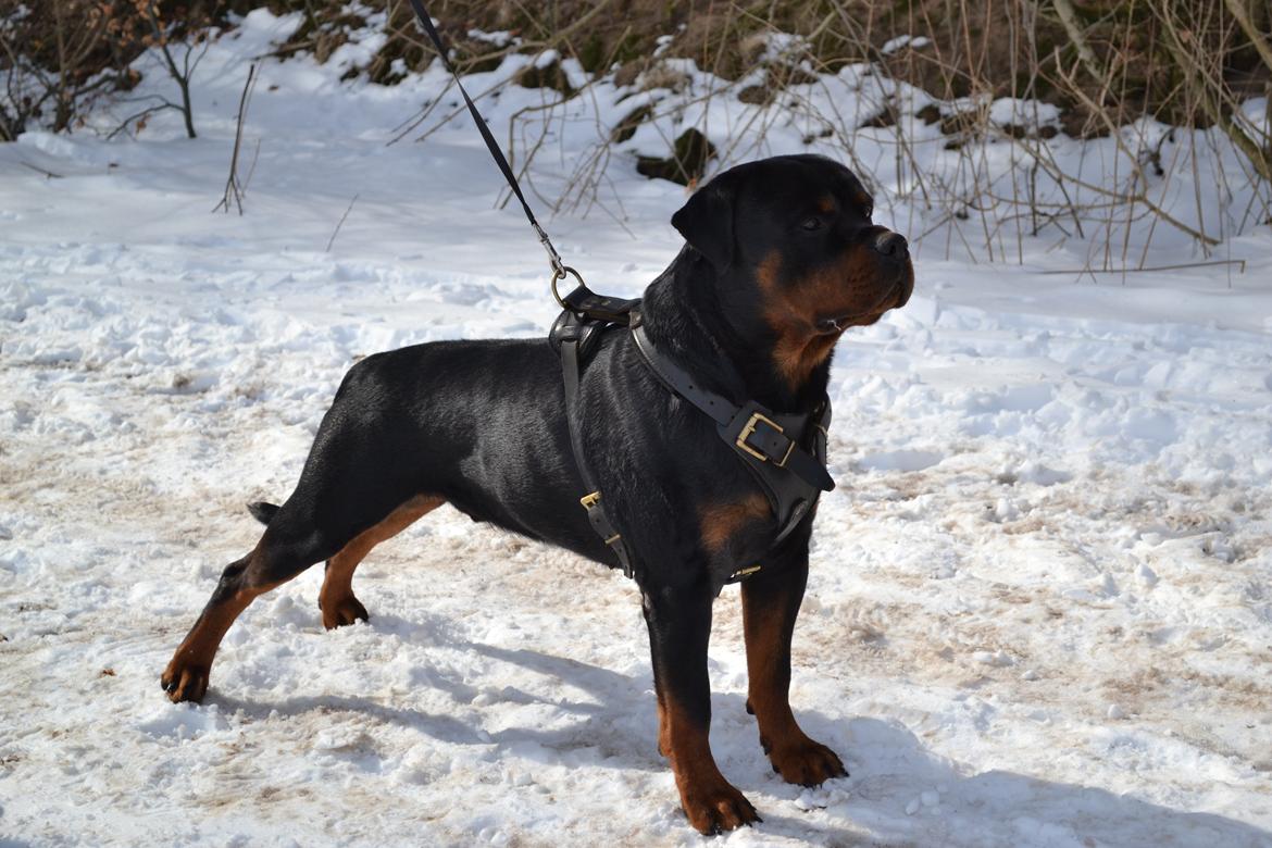 Rottweiler Lilla Aftonstjarnäs Number One (Cicco) billede 17