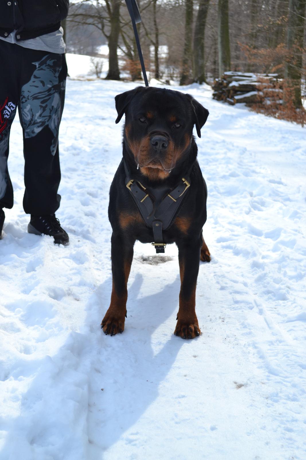 Rottweiler Lilla Aftonstjarnäs Number One (Cicco) billede 18