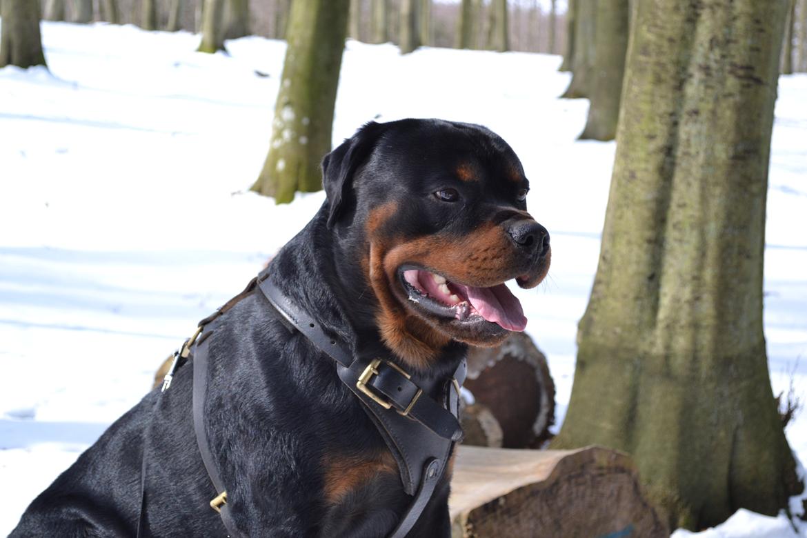 Rottweiler Lilla Aftonstjarnäs Number One (Cicco) billede 19