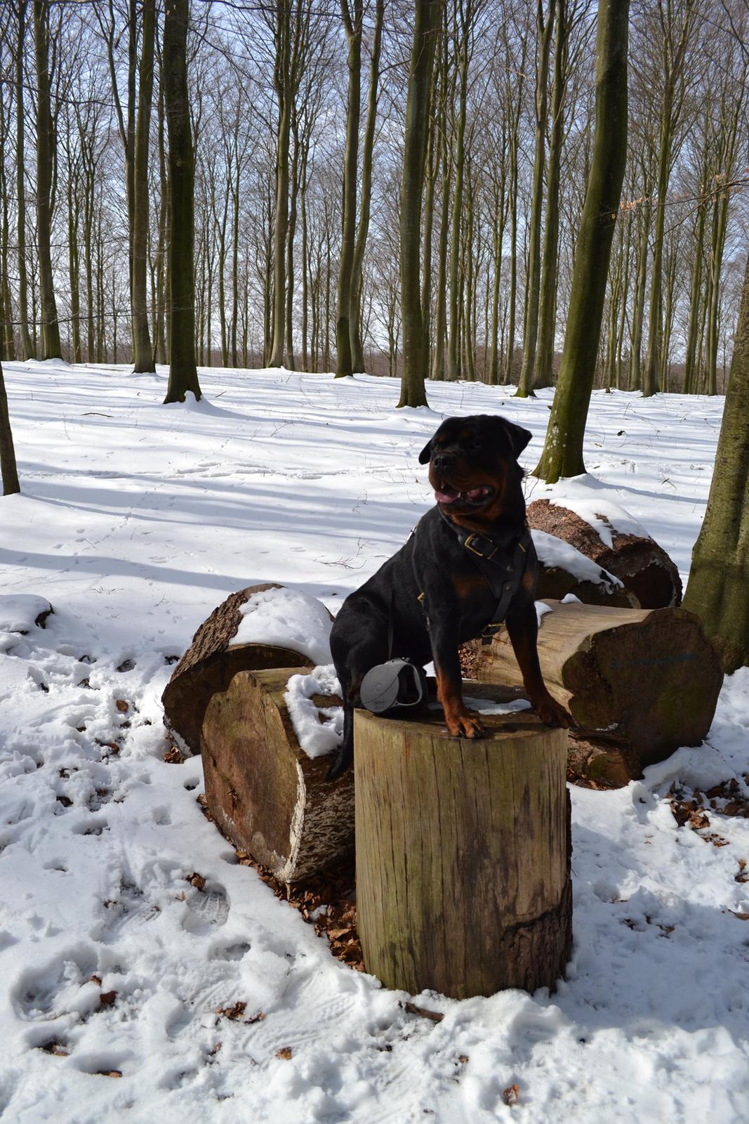 Rottweiler Lilla Aftonstjarnäs Number One (Cicco) billede 20