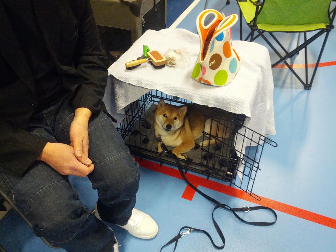 Shiba Aikou - 1. gang på udstilling i spidshundeklubben. 15 mdr gammel billede 17