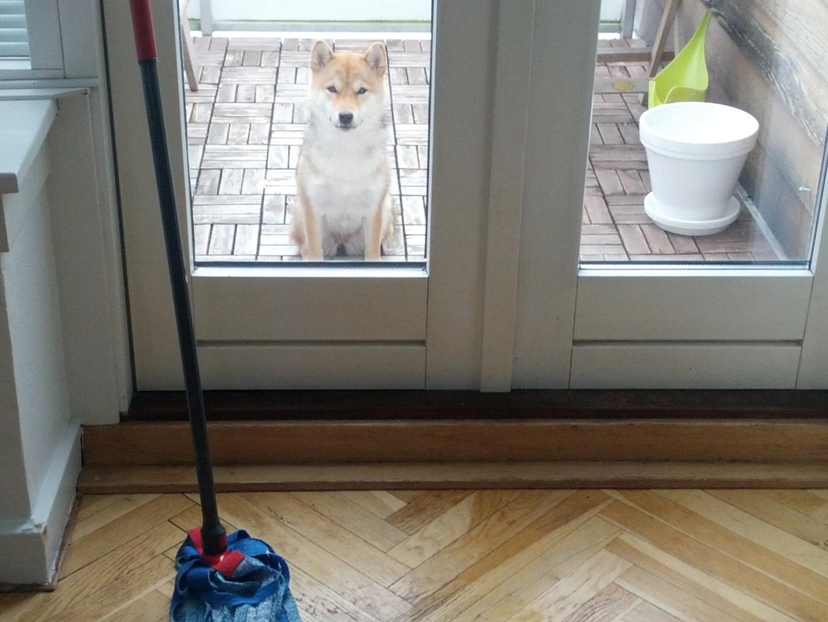 Shiba Aikou - ca 1 år gammel. Sat udenfor på terassen fordi man jagter gulvkluden  billede 16
