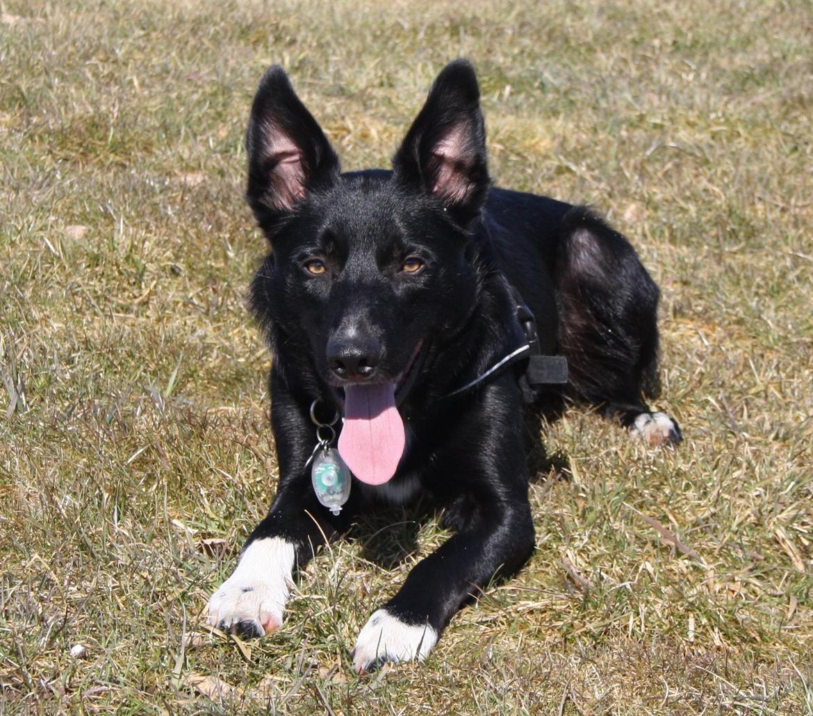 Border collie Hubert - 1-04-2013 billede 19