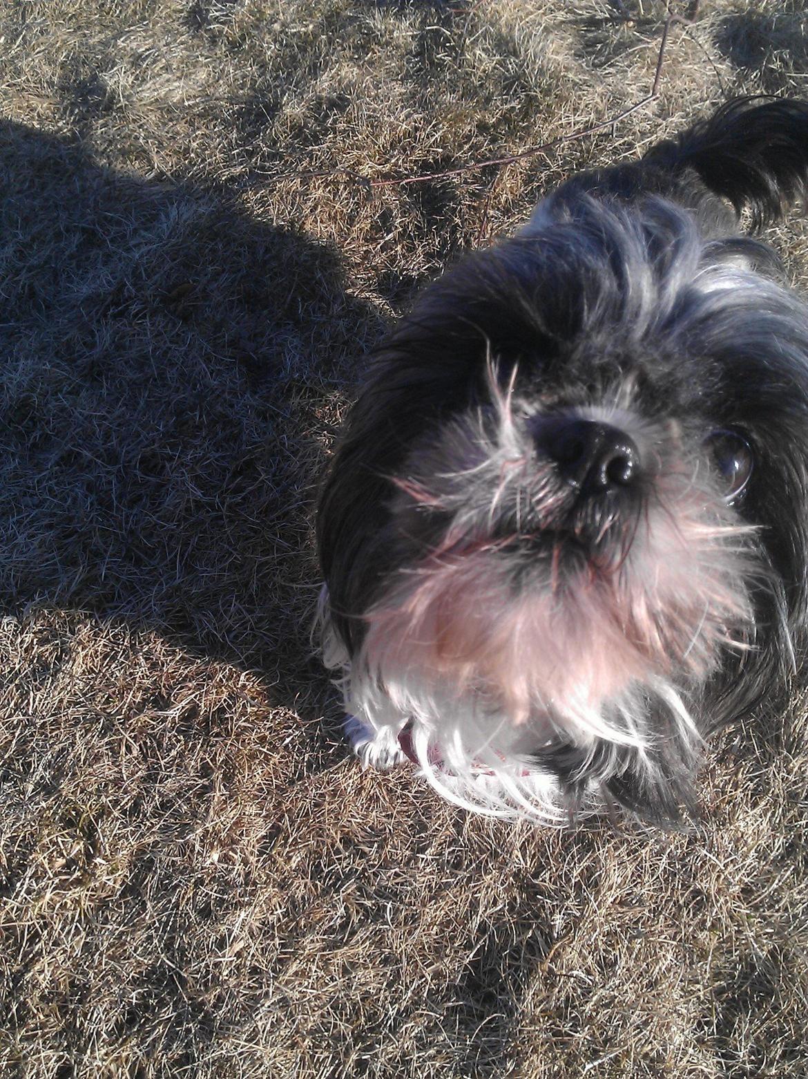 Shih tzu Trille billede 16