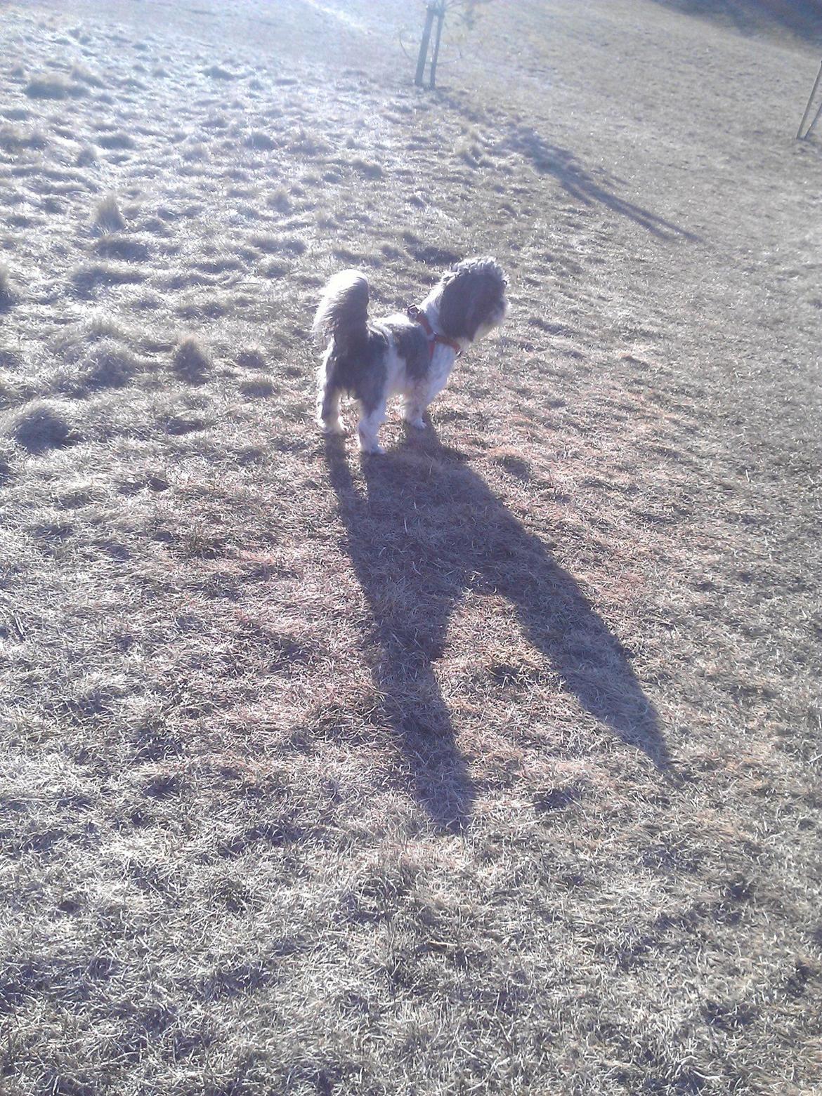 Shih tzu Trille billede 17