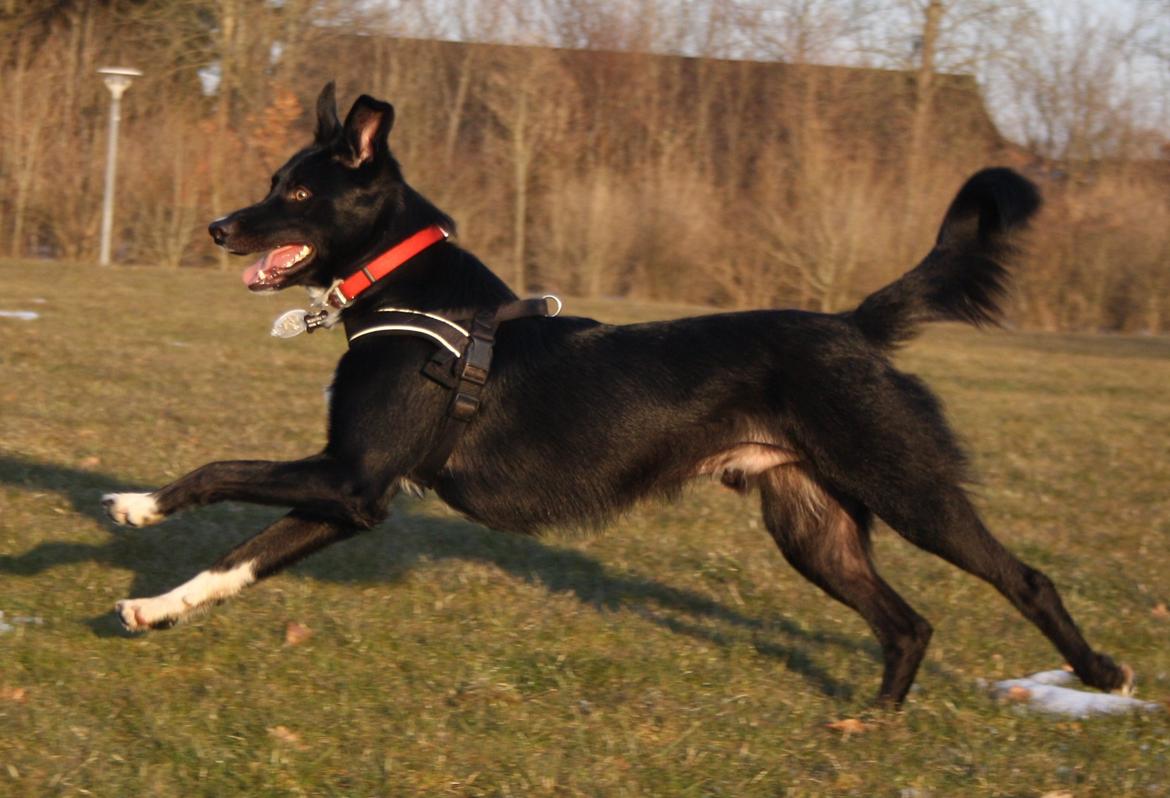 Border collie Hubert - 1-4-13 billede 20