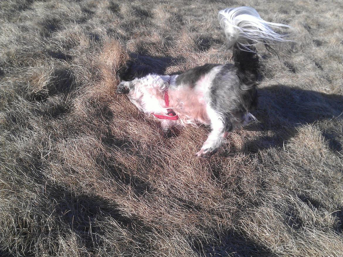 Shih tzu Trille billede 18