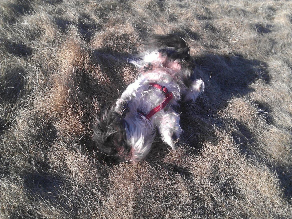 Shih tzu Trille billede 19