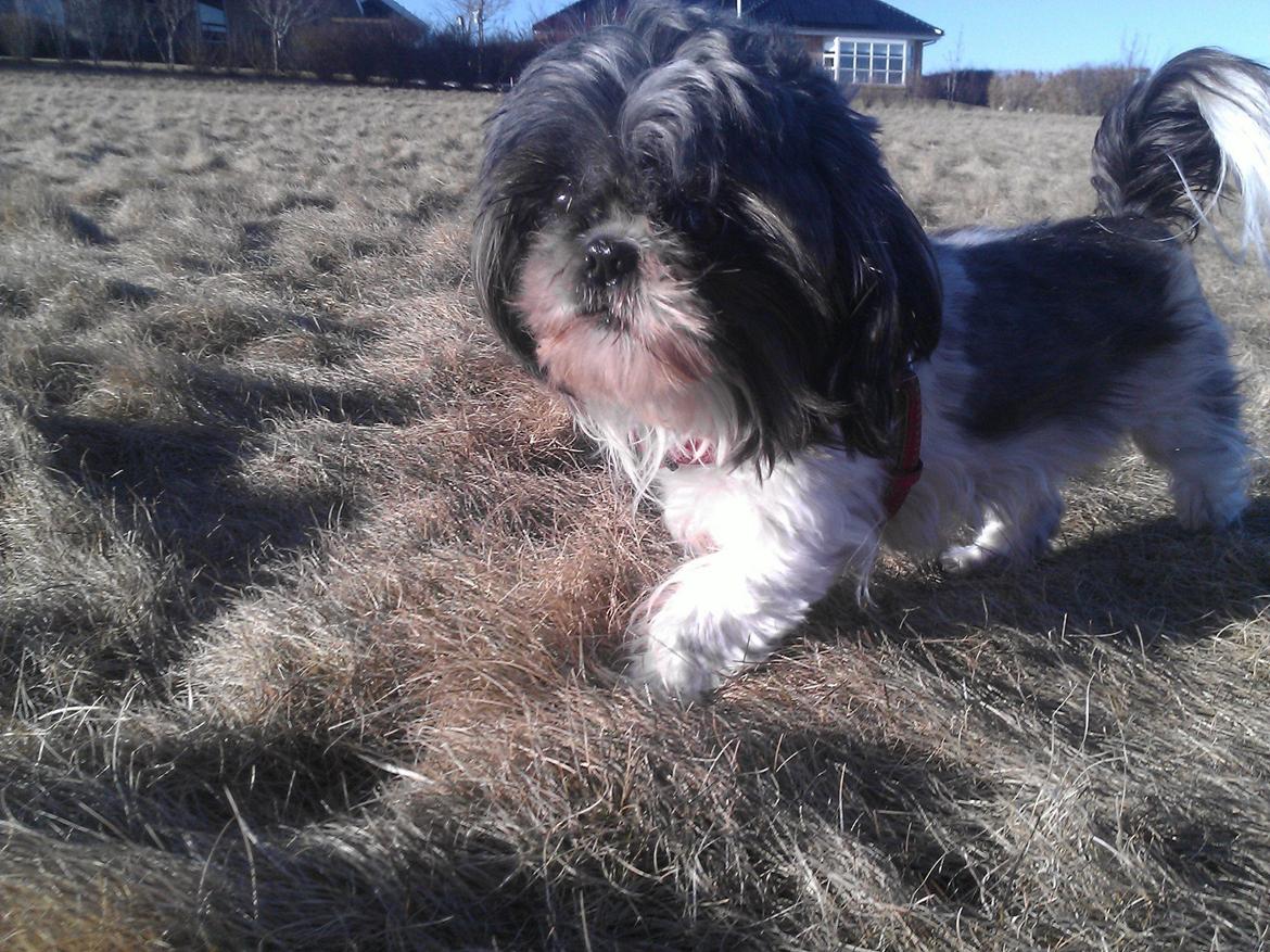 Shih tzu Trille billede 14