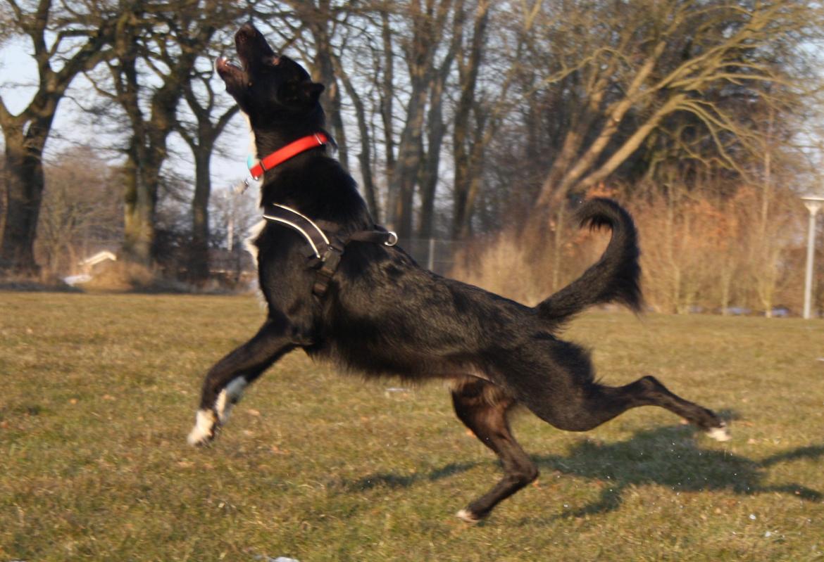 Border collie Hubert - 31-3-13 billede 10