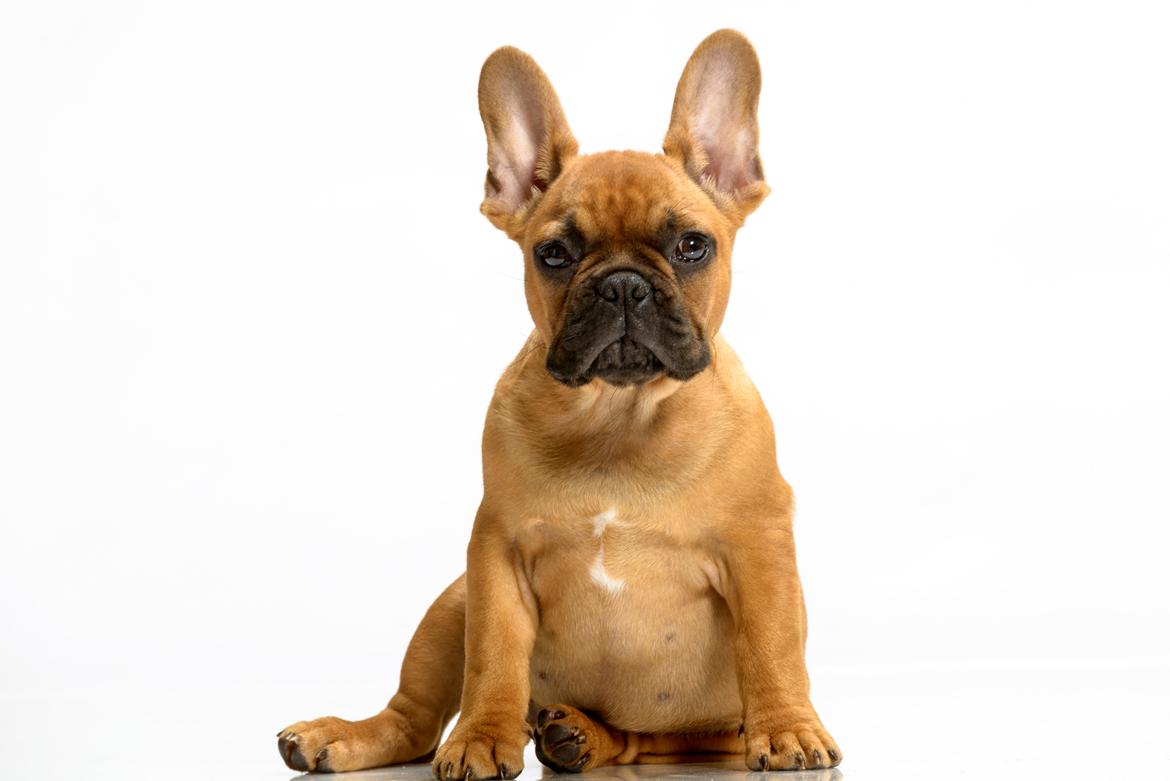 Fransk bulldog Møffe billede 2