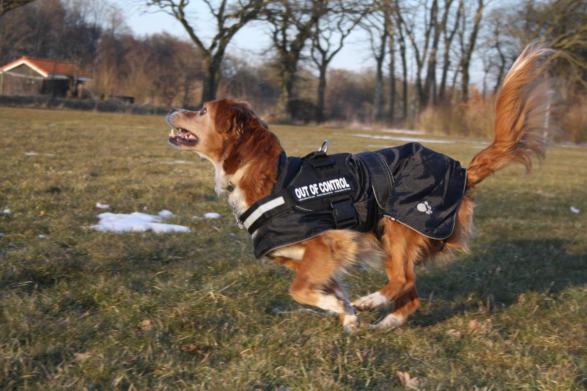 Nova scotia duck tolling retriever Chang - 31-3-13 billede 14