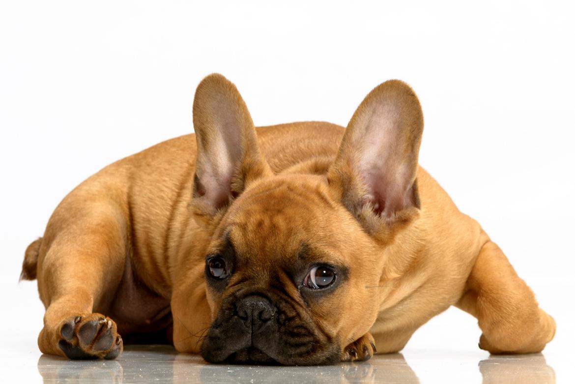 Fransk bulldog Møffe billede 3