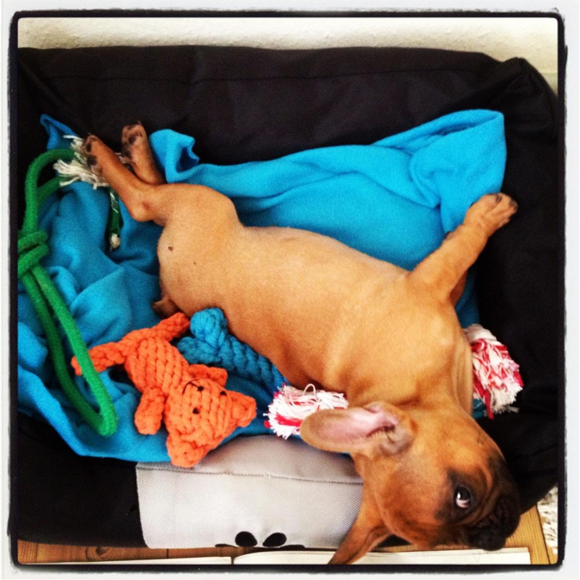 Fransk bulldog Møffe billede 4