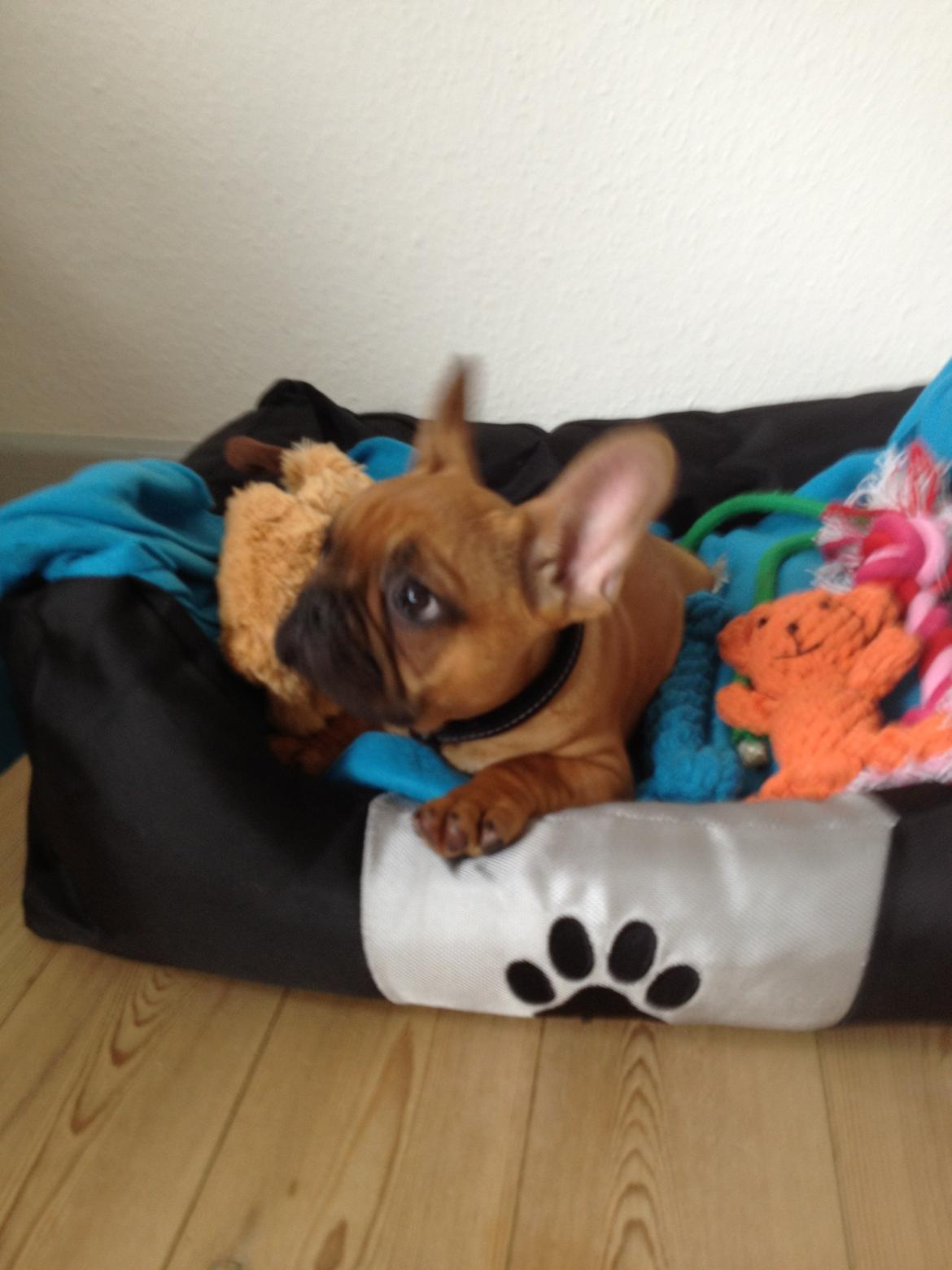 Fransk bulldog Møffe billede 5