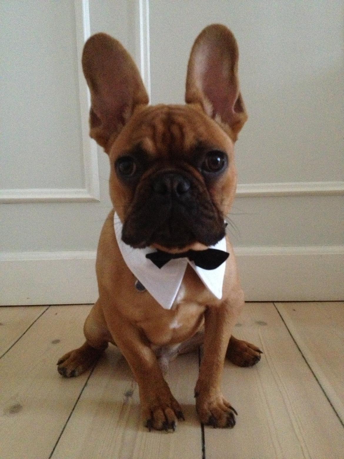 Fransk bulldog Møffe billede 6