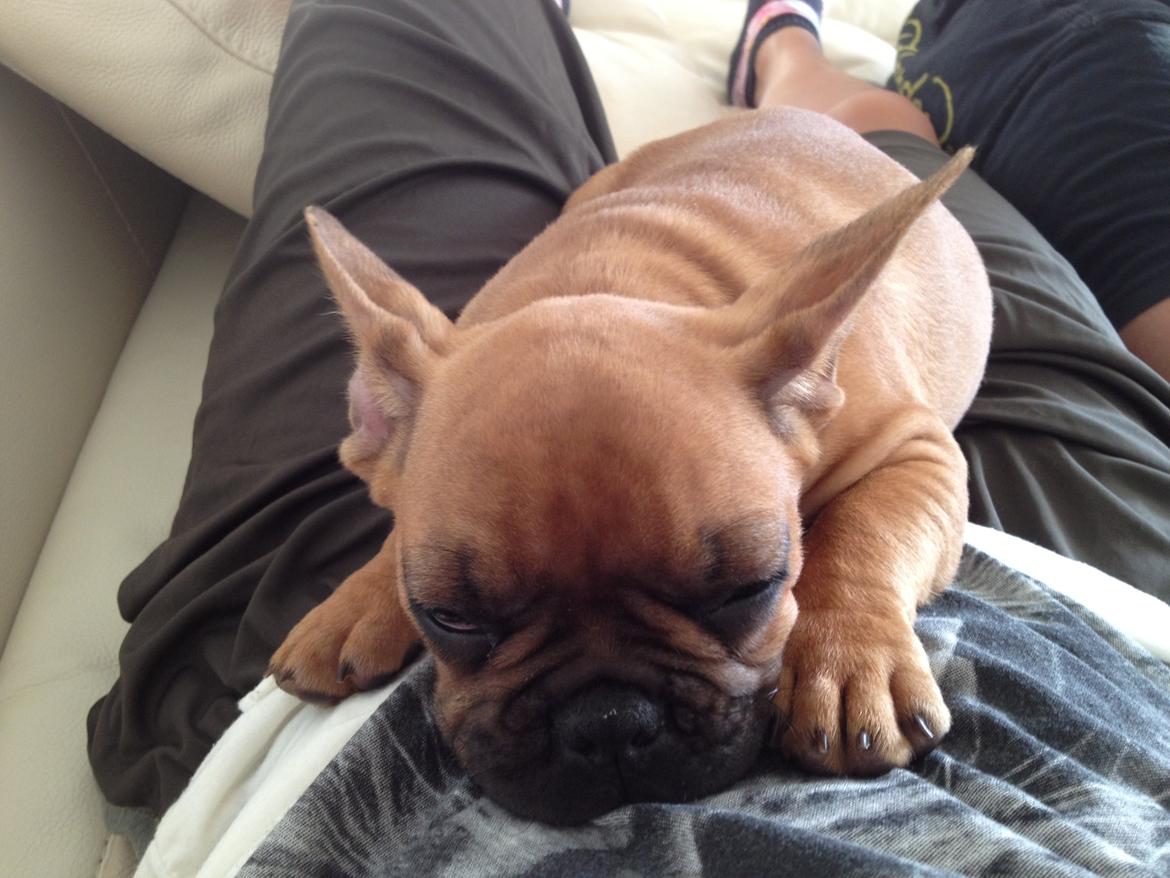 Fransk bulldog Møffe billede 7