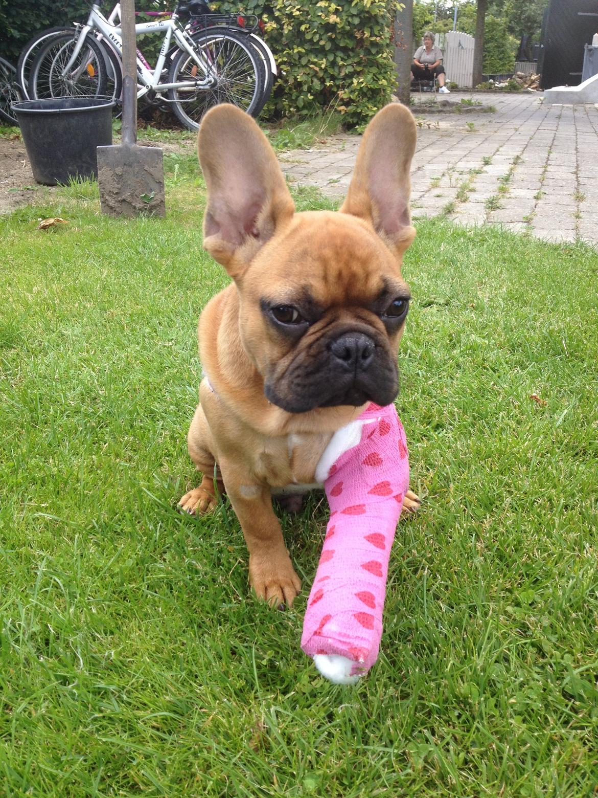 Fransk bulldog Møffe - lillemanden var faldet ned af nogle trapper . :/ billede 9