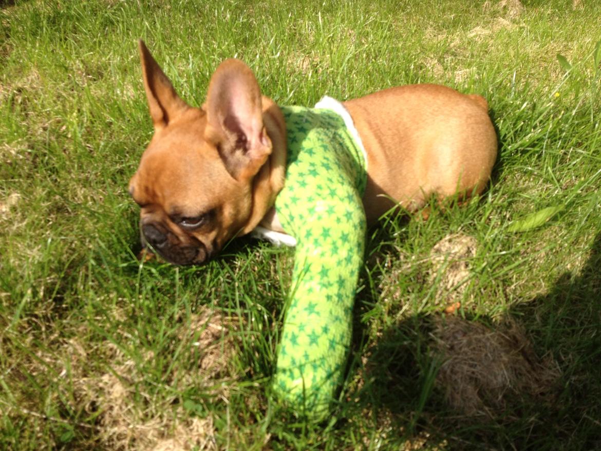 Fransk bulldog Møffe billede 10