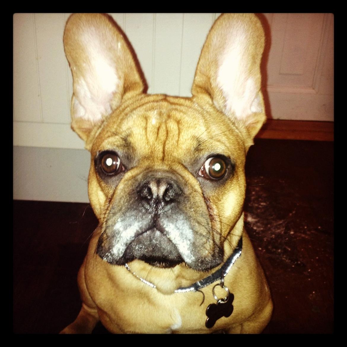 Fransk bulldog Møffe billede 11