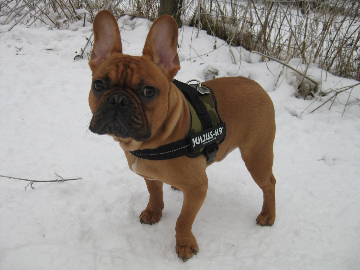 Fransk bulldog Møffe billede 12